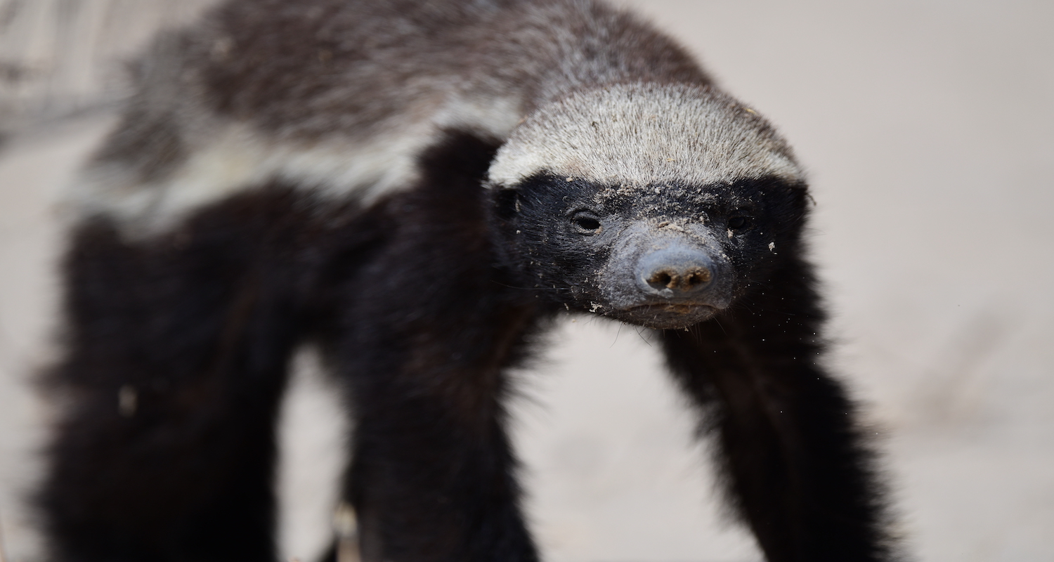 Honey Badger – The Long walk